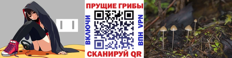 Псилоцибиновые грибы Psilocybine cubensis Чернушка